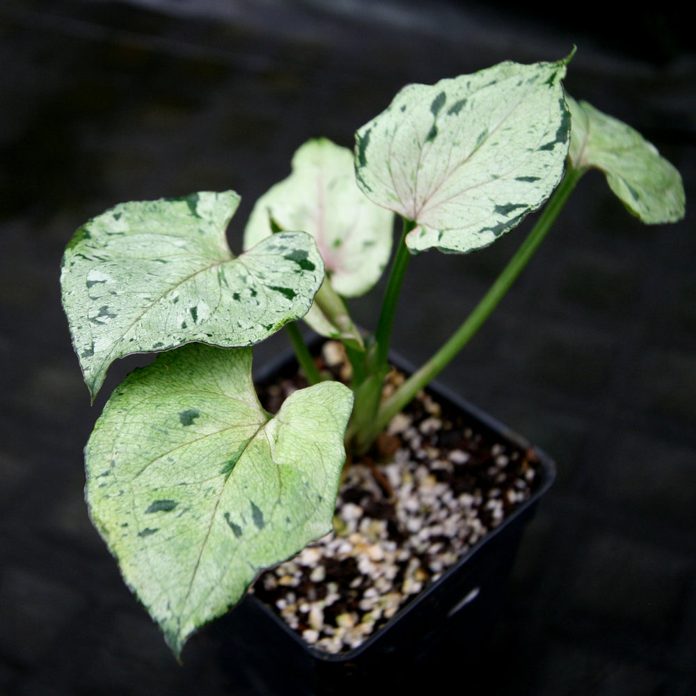 
                      
                        Syngonium Green Splash
                      
                    