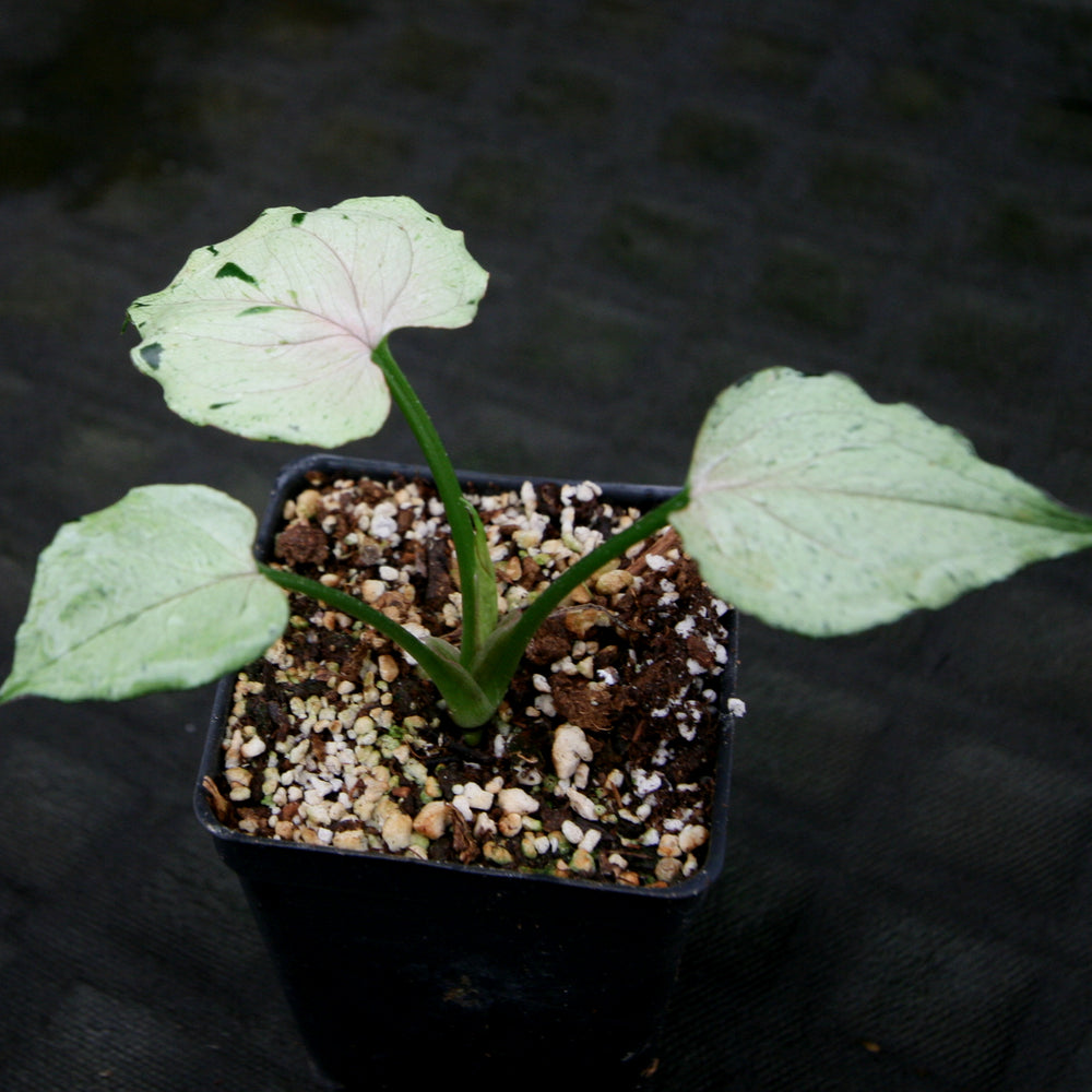 
                      
                        Syngonium Green Splash
                      
                    