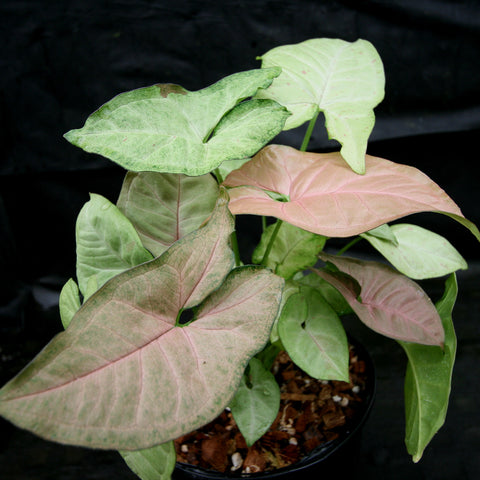 Syngonium confetti plant in a black pot with pink and green variegated leaves
