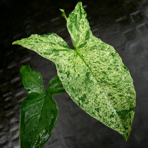 Syngonium Mojito leaf with lime variegation and dark green veins against a dark background