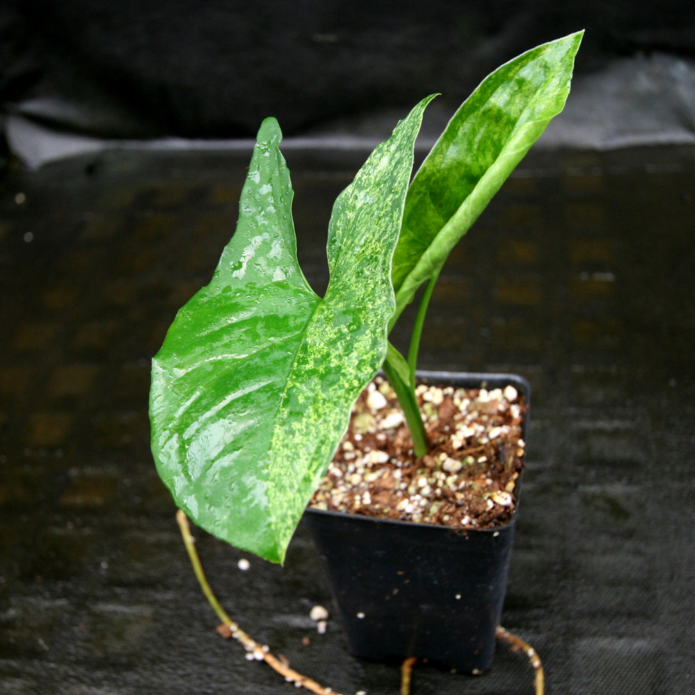 
                      
                        Syngonium Mojito
                      
                    