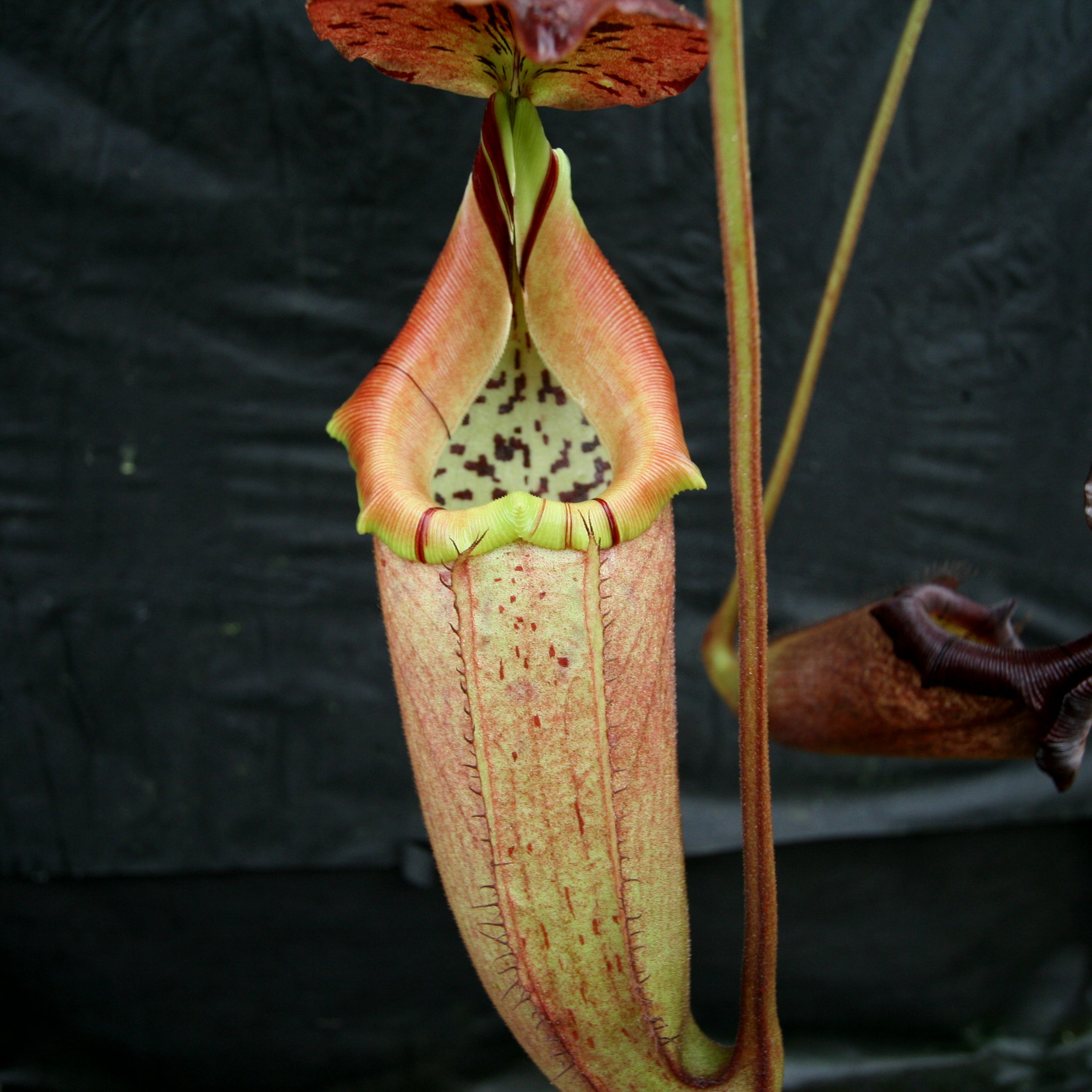 ロドリゲス　バーナード Nepenthes burbidgeae x robcantleyi, BE-3577 – Carnivero