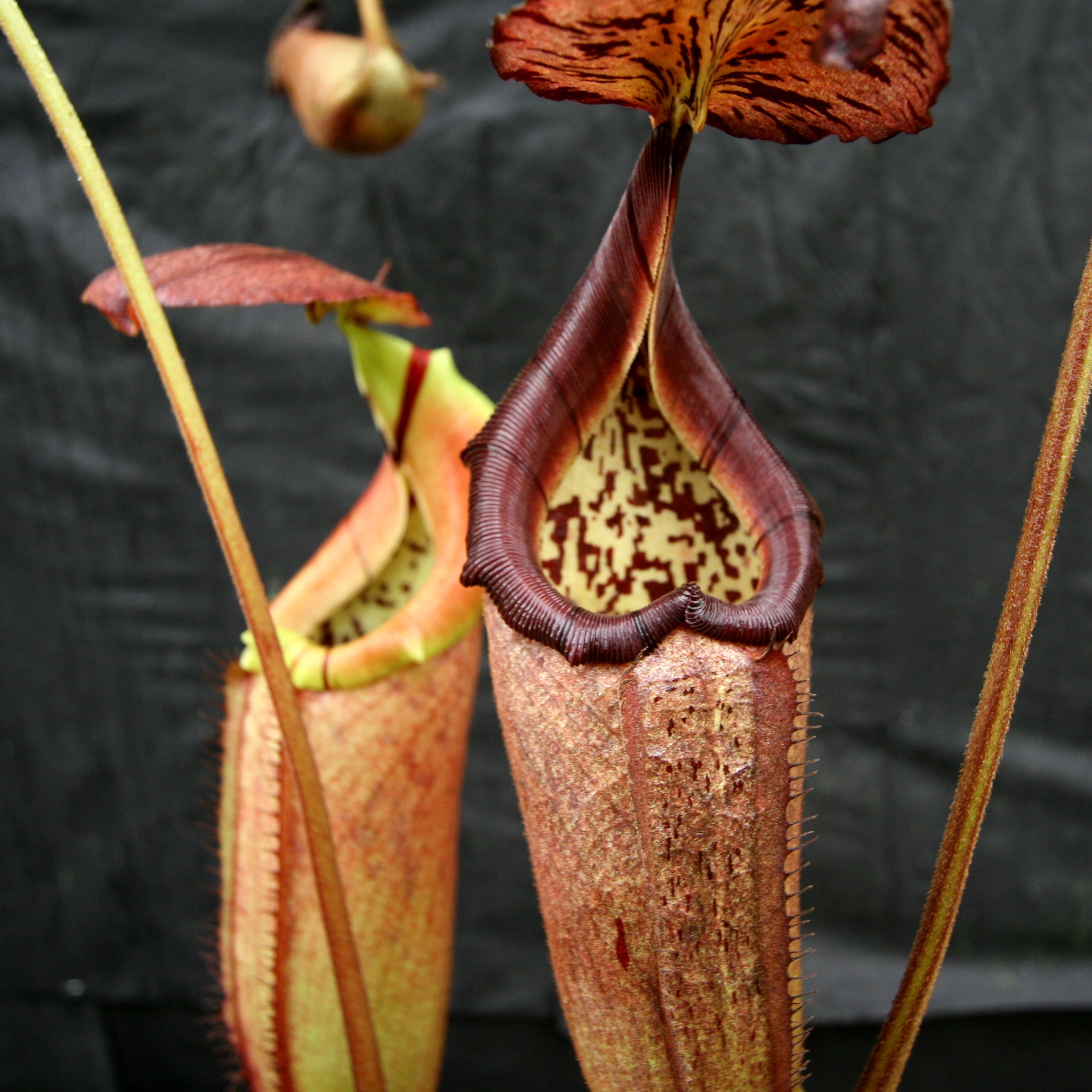 Nepenthes burbidgeae x robcantleyi, BE-3577 – Carnivero