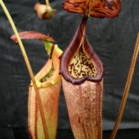 Nepenthes burbidgeae x robcantleyi, BE-3577