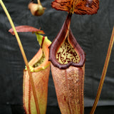 Nepenthes burbidgeae x robcantleyi, BE-3577