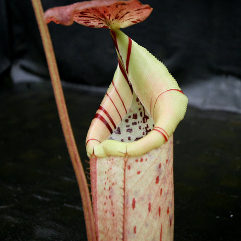 Nepenthes burbidgeae x robcantleyi BE-3577 pitcher with pale green body red striped lip and orange speckled lid