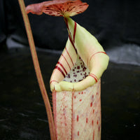 Nepenthes burbidgeae x robcantleyi, BE-3577