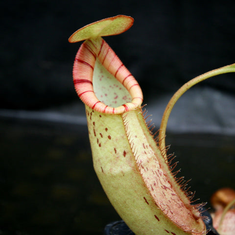 Nepenthes robcantleyi x spectabilis BE-3754 pitcher with pale yellow body and red striped peristome and small lid