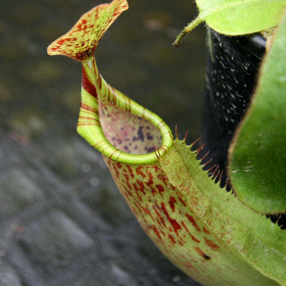 
                      
                        Nepenthes veitchii "Big Mama" x maxima, CAR-0192
                      
                    