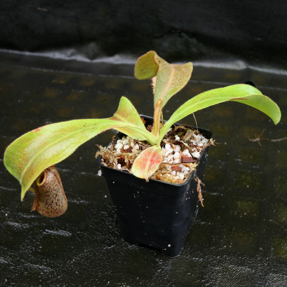 
                      
                        Nepenthes veitchii "Big Mama" x maxima, CAR-0192
                      
                    
