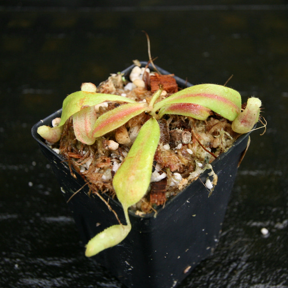 
                      
                        Nepenthes veitchii "Big Mama" x maxima, CAR-0192
                      
                    
