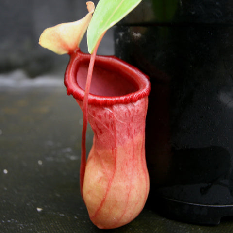 Nepenthes ventricosa MT Black Peristome x k in small pot with a yellow green pitcher and bright red peristome.