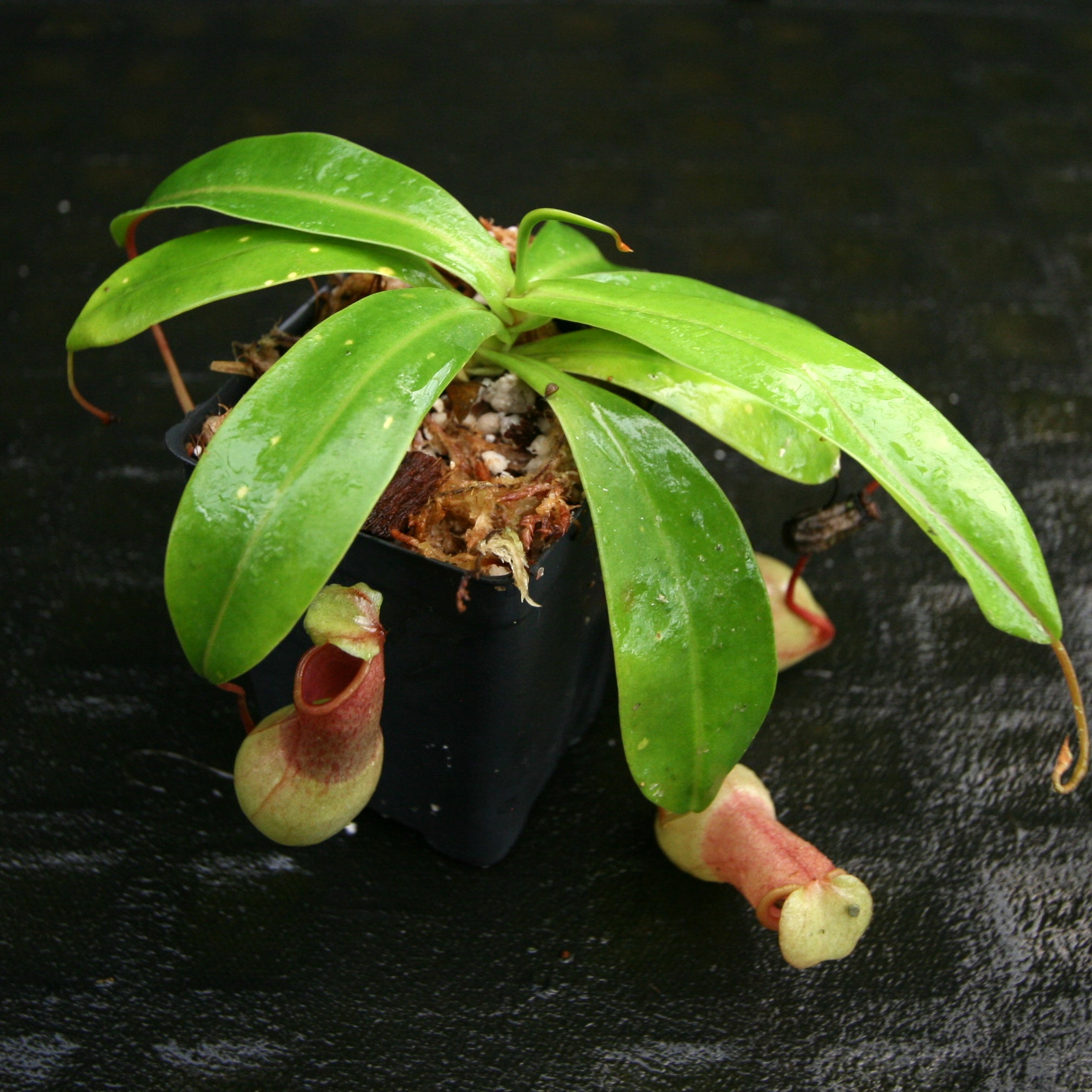 Nepenthes ventricosa 在来 Nepenthes ventricosa – Bergen Water Gardens, Lotus Paradise