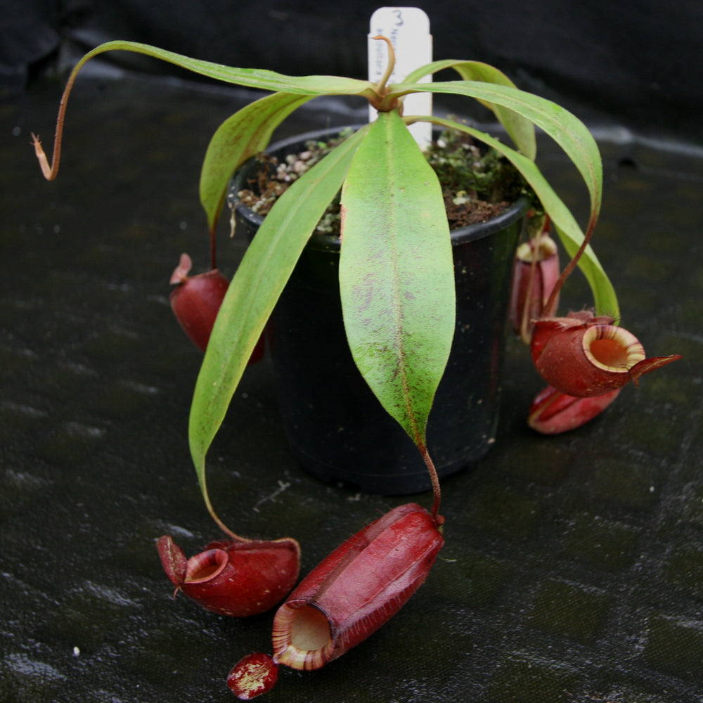
                      
                        Nepenthes rafflesiana x ampullaria 'Black Miracle'
                      
                    