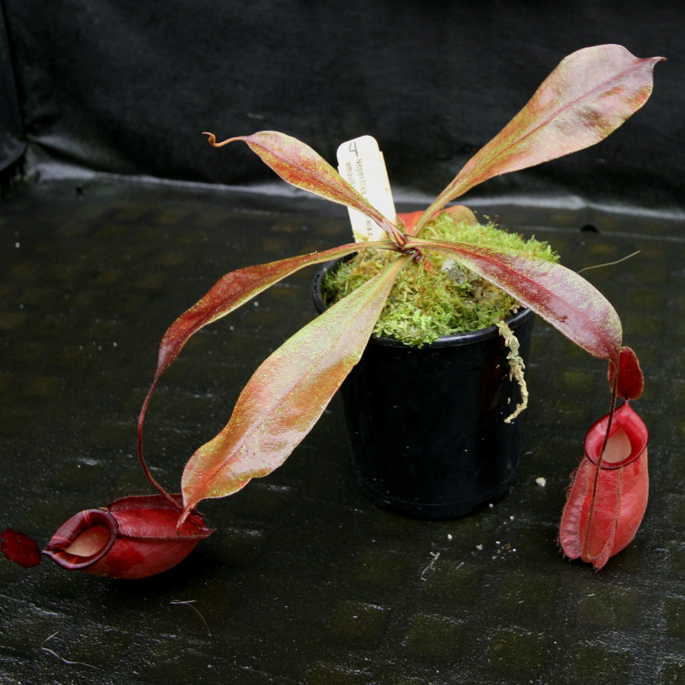 
                      
                        Nepenthes rafflesiana x ampullaria 'Black Miracle'
                      
                    