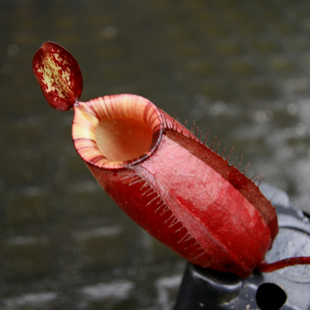 
                      
                        Nepenthes rafflesiana x ampullaria 'Black Miracle'
                      
                    