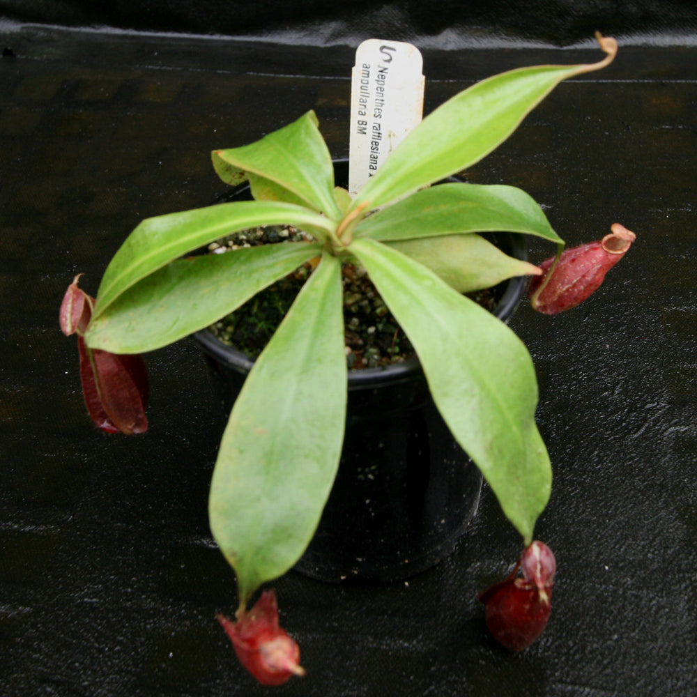 
                      
                        Nepenthes rafflesiana x ampullaria 'Black Miracle'
                      
                    