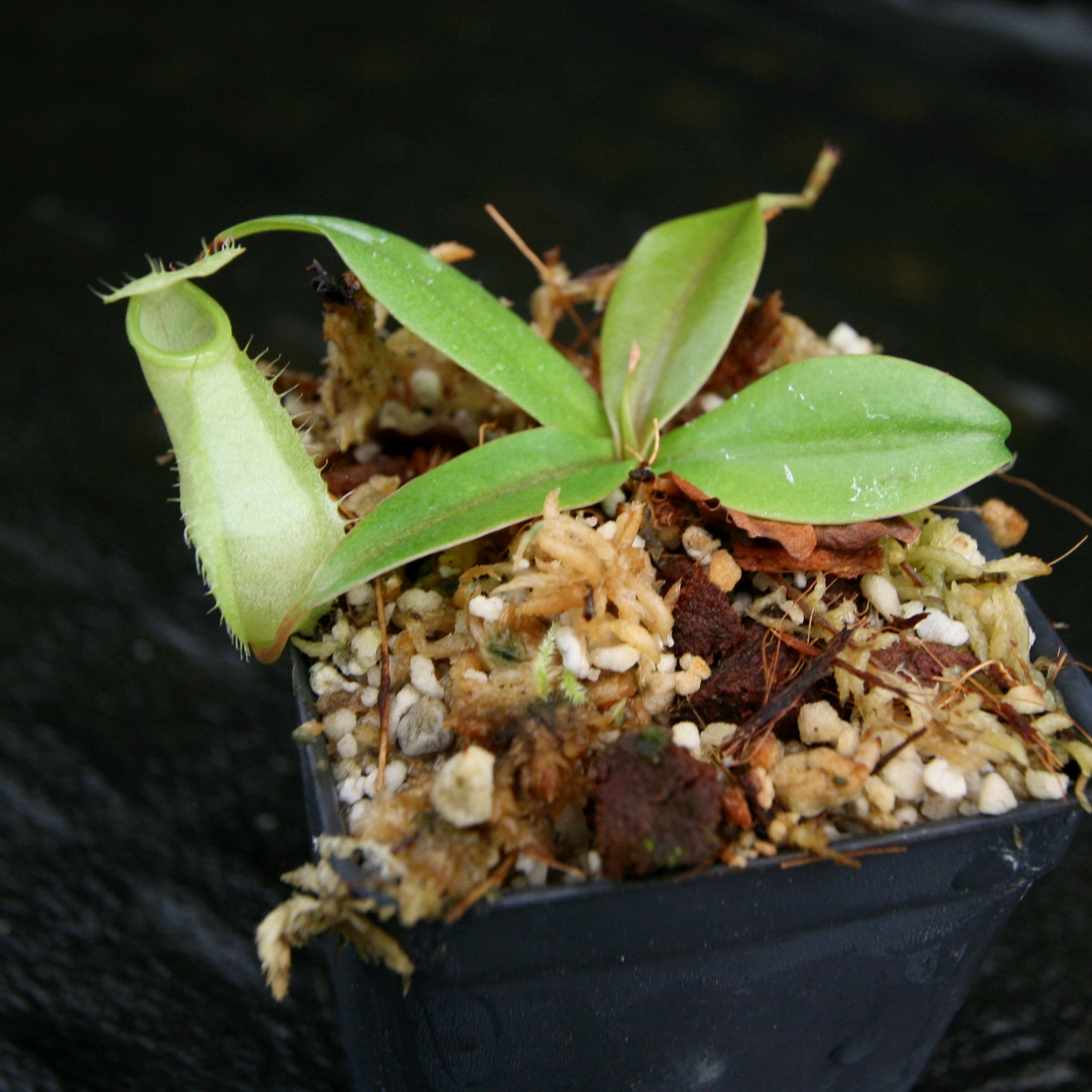 Nepenthes merrilliana, BE-3727 – Carnivero