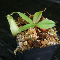 Nepenthes merrilliana