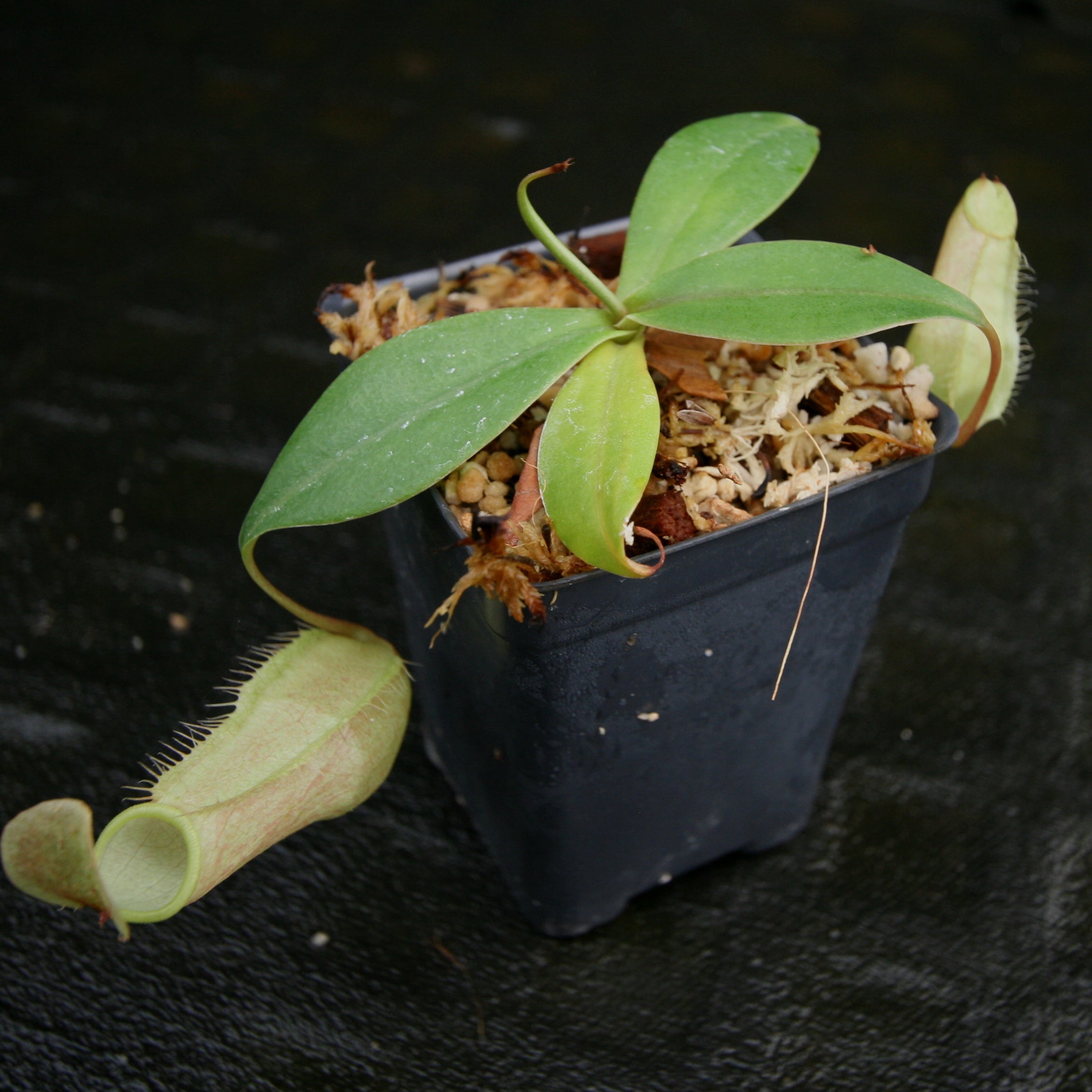 Nepenthes BE-3727 N. merrilliana ウツボカズラ 食虫植物 ネペンテス