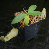 Nepenthes merrilliana