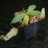 Nepenthes merrilliana