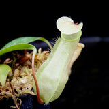 Nepenthes merrilliana