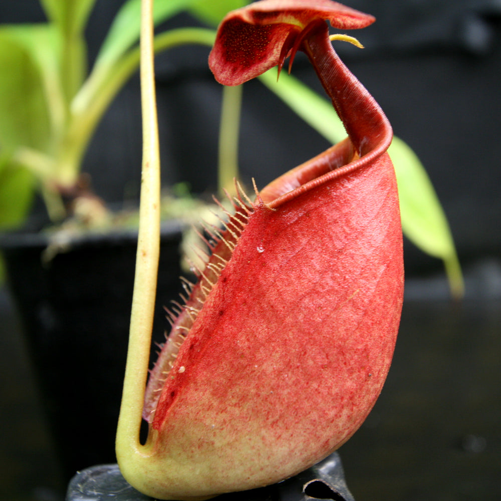
                      
                        Nepenthes robcantleyi x tenuis, BE-3982, pitcher plant, carnivorous plant, collectors plant, large pitchers, rare plants
                      
                    