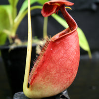 Nepenthes robcantleyi x tenuis, BE-3982, pitcher plant, carnivorous plant, collectors plant, large pitchers, rare plants