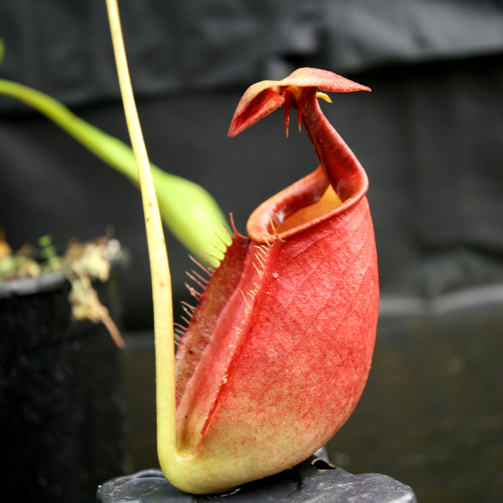 
                      
                        Nepenthes robcantleyi x tenuis, BE-3982, pitcher plant, carnivorous plant, collectors plant, large pitchers, rare plants
                      
                    