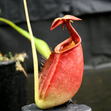 Nepenthes robcantleyi x tenuis, BE-3982, pitcher plant, carnivorous plant, collectors plant, large pitchers, rare plants