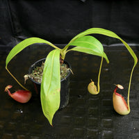 Nepenthes bicalcarata, Marudi