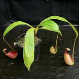 Nepenthes bicalcarata, Marudi