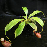 Nepenthes robcantleyi x tenuis, BE-3982, pitcher plant, carnivorous plant, collectors plant, large pitchers, rare plants