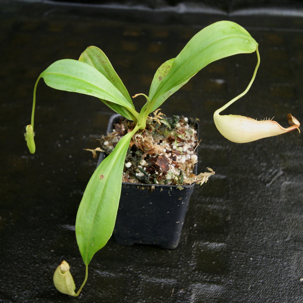 
                      
                        Nepenthes robcantleyi x tenuis, BE-3982, pitcher plant, carnivorous plant, collectors plant, large pitchers, rare plants
                      
                    