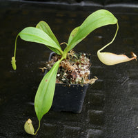 Nepenthes bicalcarata, Marudi