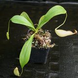 Nepenthes robcantleyi x tenuis, BE-3982, pitcher plant, carnivorous plant, collectors plant, large pitchers, rare plants