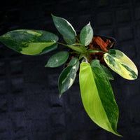 Philodendron 'Florida Beauty' Variegated