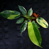 Philodendron 'Florida Beauty' Variegated