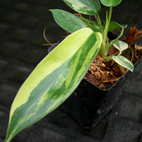 Philodendron 'Florida Beauty' Variegated