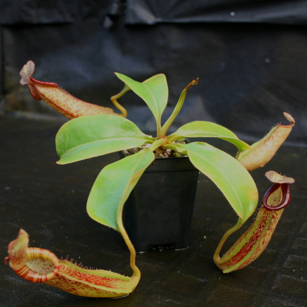 
                      
                        Nepenthes [(lowii x veitchii) x boschiana]-yellow x platychila, CAR-0084
                      
                    