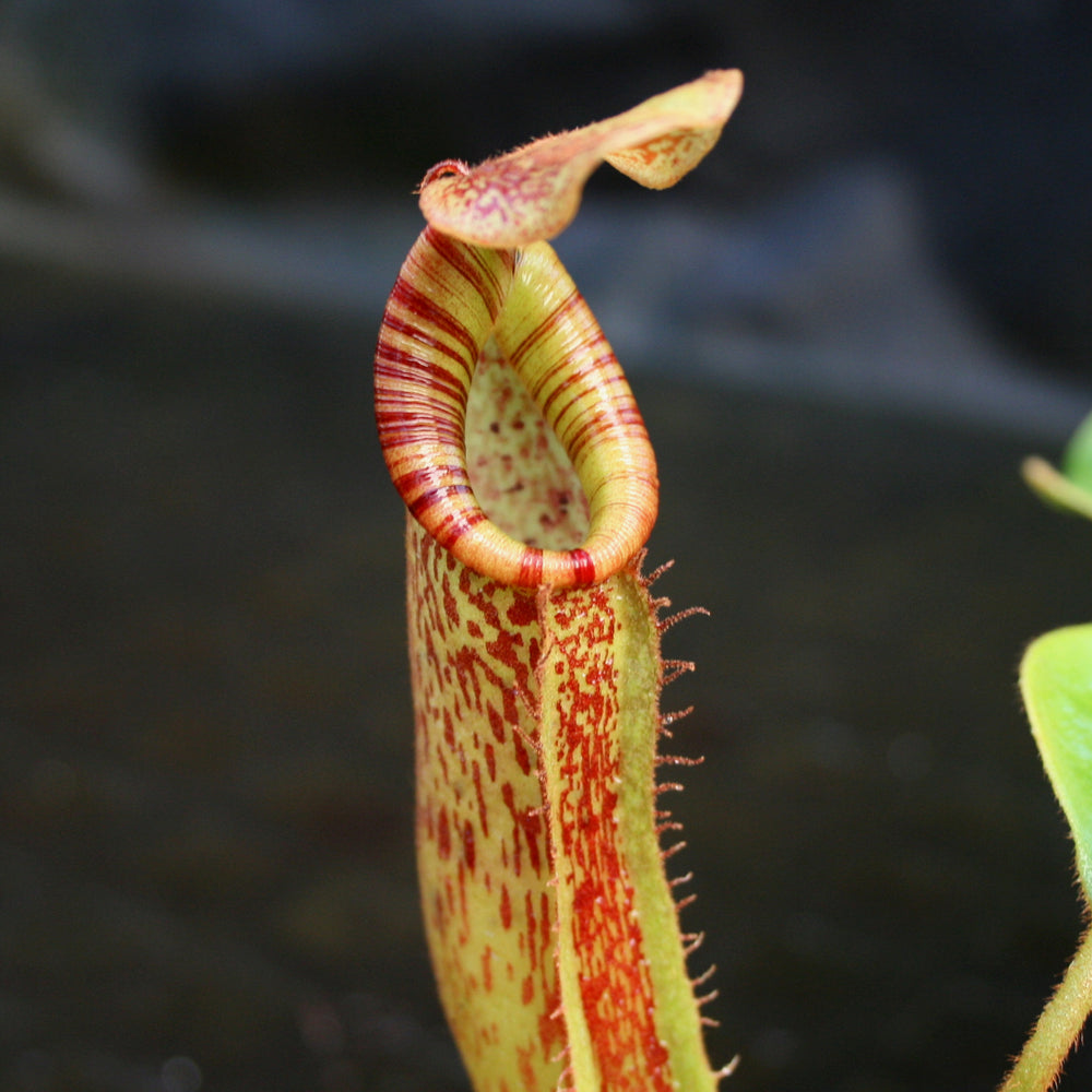 
                      
                        Nepenthes [(lowii x veitchii) x boschiana]-yellow x platychila, CAR-0084
                      
                    