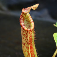 Nepenthes [(lowii x veitchii) x boschiana]-yellow x platychila, CAR-0084