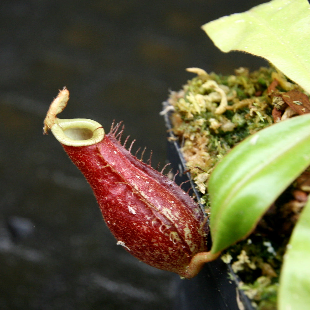 
                      
                        Nepenthes bicalcarata x ampullaria 'Black Miracle', CAR-0214
                      
                    