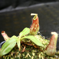 Nepenthes bicalcarata x ampullaria 'Black Miracle', CAR-0214