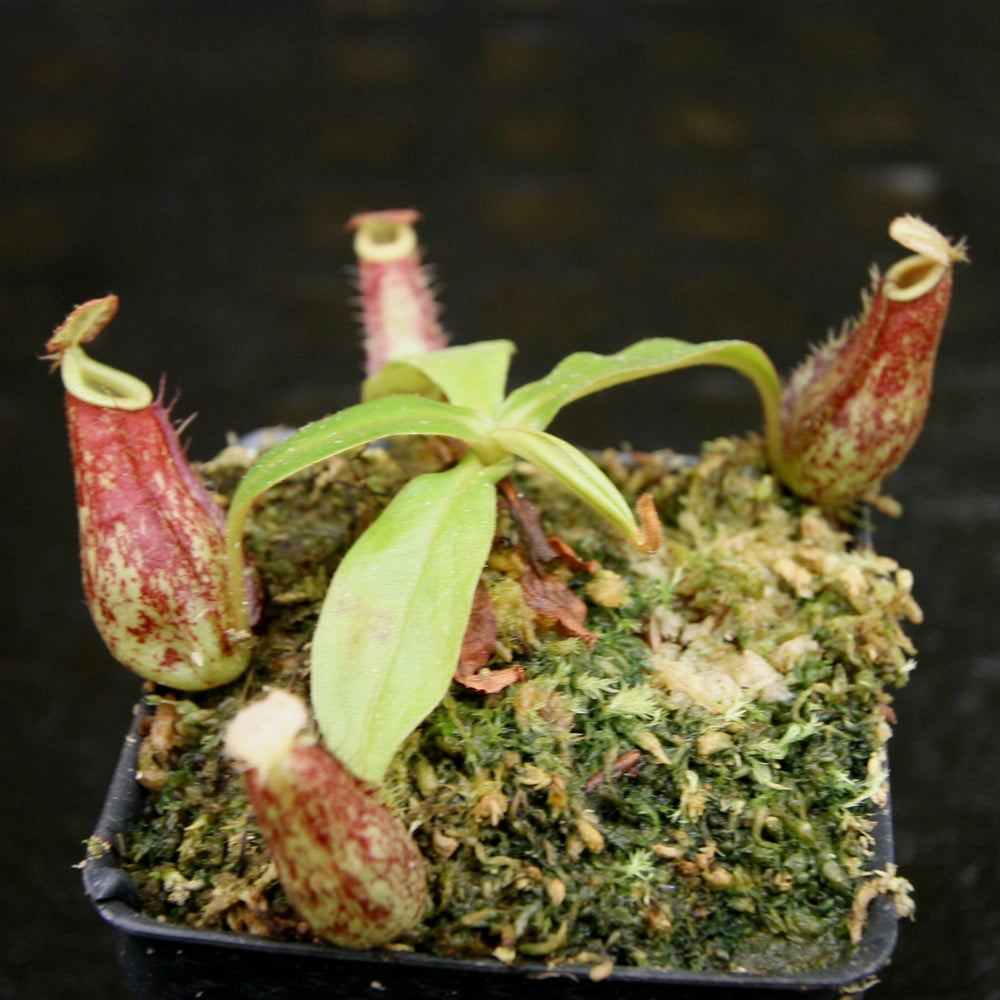
                      
                        Nepenthes bicalcarata x ampullaria 'Black Miracle', CAR-0214
                      
                    