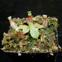 Nepenthes bicalcarata x ampullaria 'Black Miracle', CAR-0214