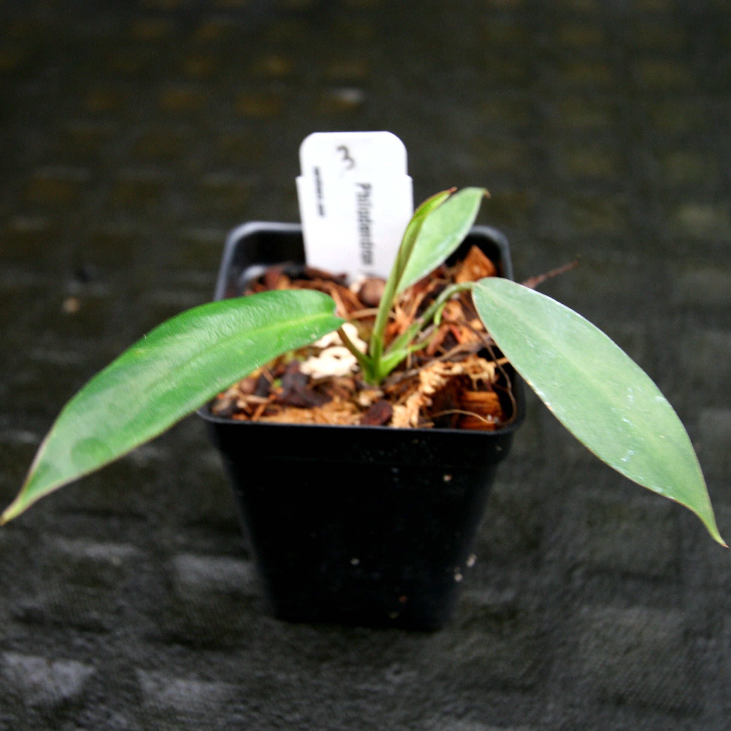 PHILODENDRON JOEPII – Welovetropicalplants