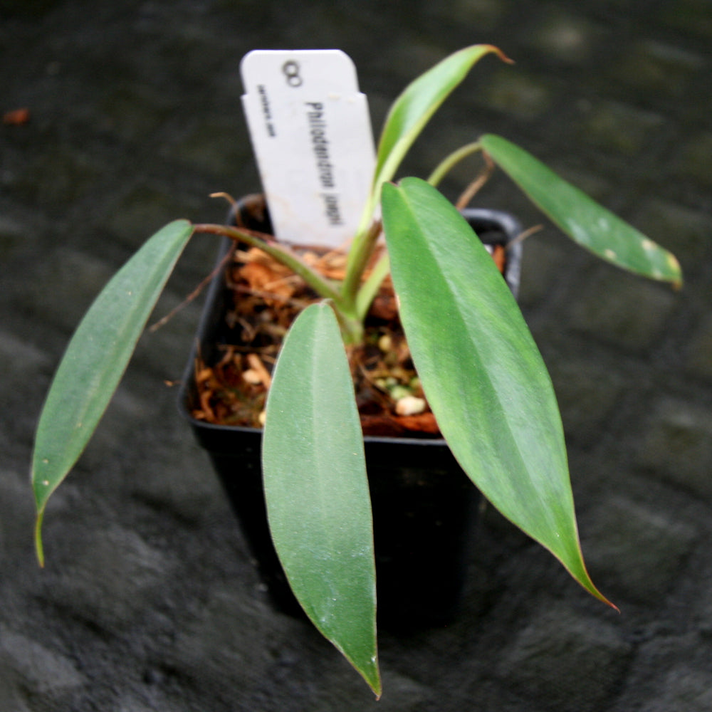 
                      
                        Philodendron joepii
                      
                    