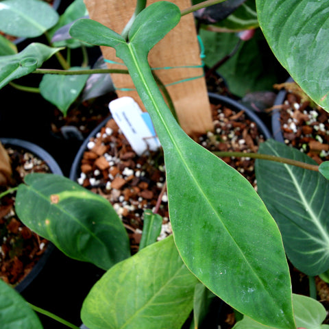 Close up of a glossy green Philodendron joepii leaf